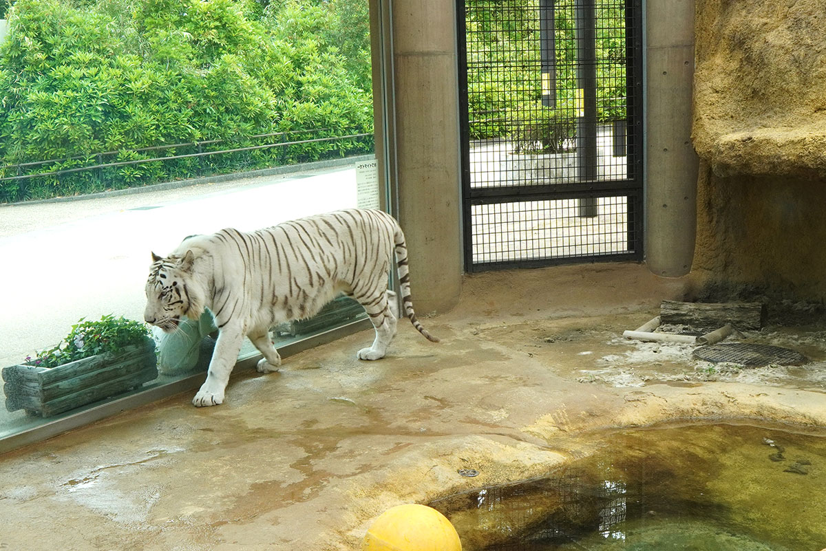 いしかわ動物園